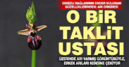 Doğanın taklit ustası güzelliği Arı Orkidesi, Denizli dağlarında açtı