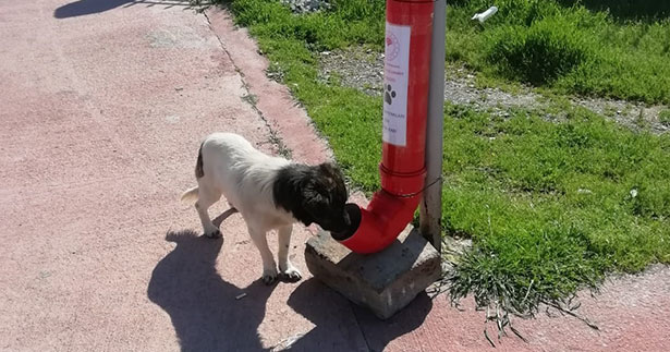 Honaz’da sokak hayvanları unutulmadı