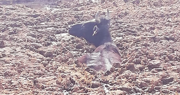 Gübre çukurunda kurtarılmayı bekledi