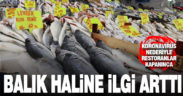 Balık halinde bolluk yaşanıyor