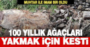 Muhtar ve imam mezarlıktaki 100 yıllık çam ağaçlarını kesti