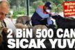 Büyükşehir, 2 bin 500 sokak hayvanını sahiplendirdi