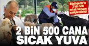 Büyükşehir, 2 bin 500 sokak hayvanını sahiplendirdi