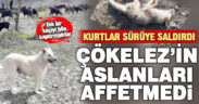 Keçi sürüsüne kurt saldırdı, 3 çoban köpeği bir kurdu öldürdü