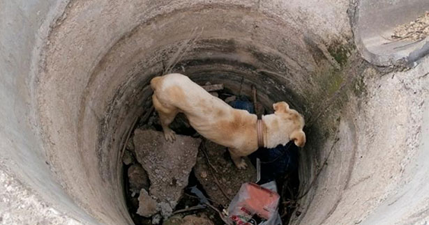 Kanala düşen köpeği belediye ekipleri kurtardı