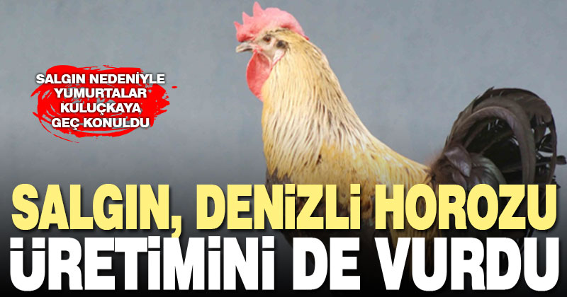 Korona Denizli Horozu’nu da vurdu