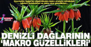 Necmettin Aygül’den Denizli dağlarının makro yaşam fotoğrafları