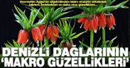 Necmettin Aygül’den Denizli dağlarının makro yaşam fotoğrafları