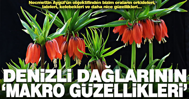 Necmettin Aygül’den Denizli dağlarının makro yaşam fotoğrafları