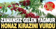 Honaz’da zamansız gelen yağmur kirazı vurdu, rekolte yarıya düştü