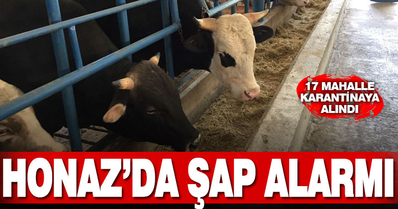 Honaz’da şap nedeniyle 17 mahalle karantinaya alındı