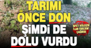 Çal ve Baklan’da ekili ürünler dolu yağışı nedeniyle zarar gördü