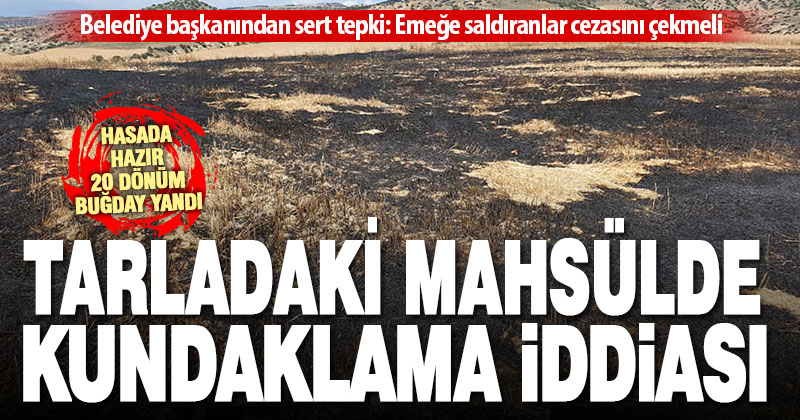Kocabaş’ta 20 dönüm ekili buğday iddiaya göre kundaklanarak yakıldı