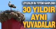 Leylekler Sarayköy’de yuva için 30 yıldır aynı totemi kullanıyor
