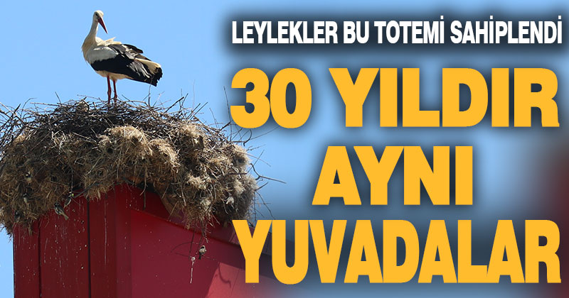 Leylekler Sarayköy’de yuva için 30 yıldır aynı totemi kullanıyor