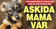 Hayvanseverler sokaktaki canlar için askıda mama uygulaması başlattı