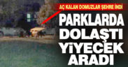 Aç kalan yaban domuzları Bağbaşı’na indi