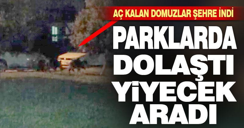 Aç kalan yaban domuzları Bağbaşı’na indi