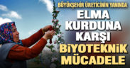 Büyükşehir’den elma kurduna karşı biyoteknik mücadele