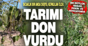 Sıcaklık bir anda düştü, tarımı don vurdu