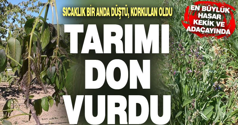 Sıcaklık bir anda düştü, tarımı don vurdu