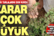 Zirai don kekik tarlalarında büyük zarar oluşturdu