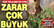 Zirai don kekik tarlalarında büyük zarar oluşturdu