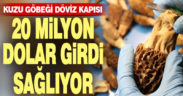 Kuzu göbeği döviz kapısı, 20 milyon dolar girdi sağlıyor