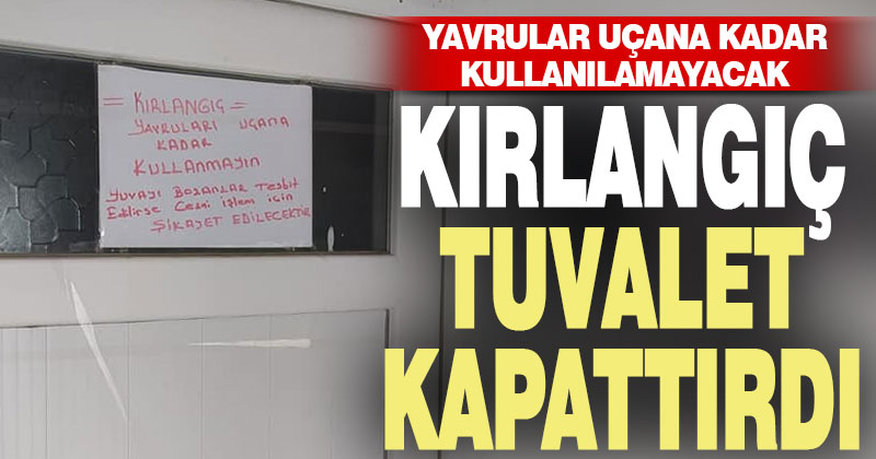 Çameli’de kırlangıçlar uçana kadar tuvalete girmek yasak