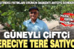Güneyli çiftçi tereciye tere satıyor