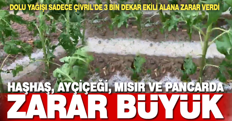 Son haftadaki yağışlarda Çivril’de 3 bin dekar ekili alan zarar gördü