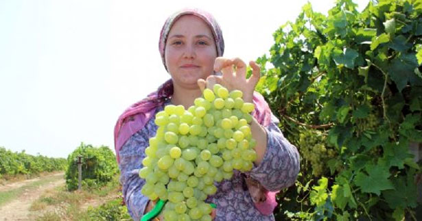 Üzüm emekçisinin yevmiyesi belirlendi