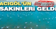 Acıgöl’de yaşayan binlerce flamingo izleyenleri büyüledi