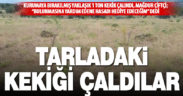 Tarlada hasat sonrası kurumaya bırakılan yaklaşık 1 ton kekik çalındı