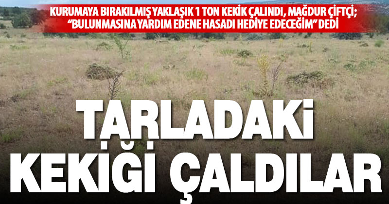 Tarlada hasat sonrası kurumaya bırakılan yaklaşık 1 ton kekik çalındı