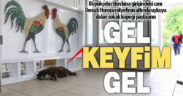 Büyükşehir’den bina girişinde uyuyan sokak köpeği paylaşımı