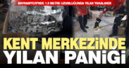 Bayramyeri’nde1.5 metrelik yılan yakalandı, doğal ortama bırakıldı