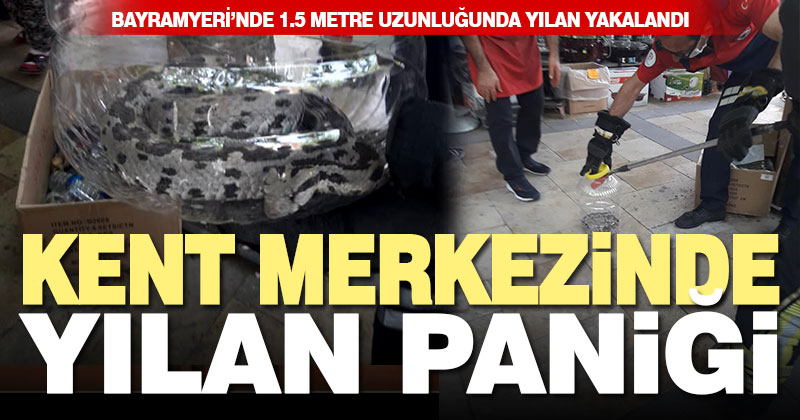 Bayramyeri’nde1.5 metrelik yılan yakalandı, doğal ortama bırakıldı