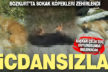 Bozkurt’ta 5 sokak köpeği zehirlendi