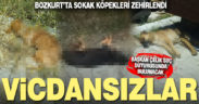 Bozkurt’ta 5 sokak köpeği zehirlendi