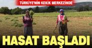 Türkiye’nin “kekik üretim merkezi” Denizli’de hasat başladı