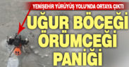 Yenişehir Yürüyüş Yolu’nda uğur böceği örümceği bulundu