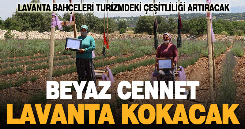 Pamukkale lavanta bahçeleriyle de turizmin gözdesi olmayı hedefliyor