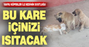 Sarayköy’de kedi ve köpeğin dostluğu görenleri şaşırtıyor