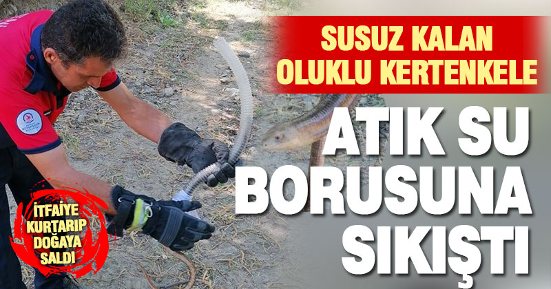 Babadağ’da atık su borusuna sıkışan oluklu kertenkele kurtarıldı