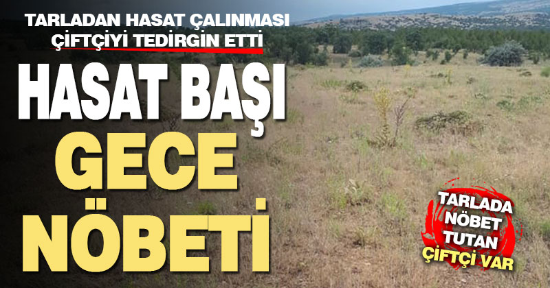 Hasatlık ürünlerin çalınması çiftçiyi tedirgin etti, nöbet tutan var