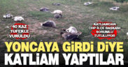 Sarayköy’de tarlaya giren 40 kaz tüfekle öldürüldü