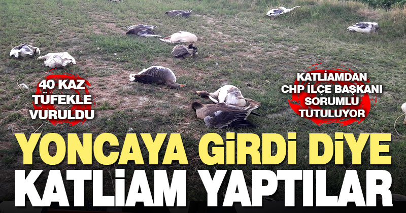 Sarayköy’de tarlaya giren 40 kaz tüfekle öldürüldü