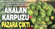 Lezzetiyle damaklarda yer eden Akalan karpuzunda hasat başladı