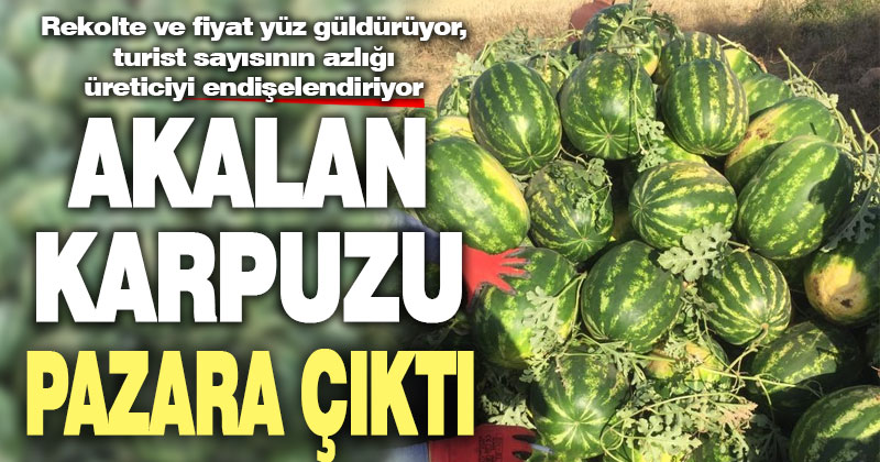 Lezzetiyle damaklarda yer eden Akalan karpuzunda hasat başladı